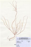 藏品(繩龍鬚菜)的圖片